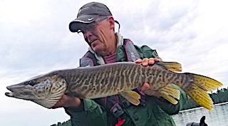 First Muskie Ever a Tiger Muskie by Jerry Fishing at Fireside Lodge in Canada